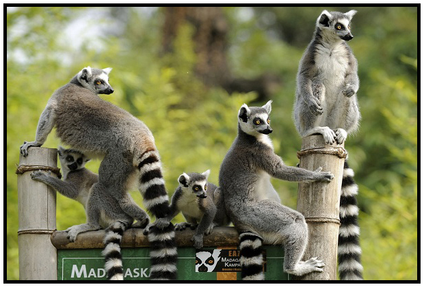 lemurs